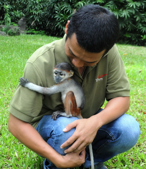 Vượt[-]hơn[-]1000[-]km[-]cứu[-]voọc[-]trong[-]đêm